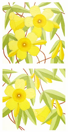 yellow jasmine